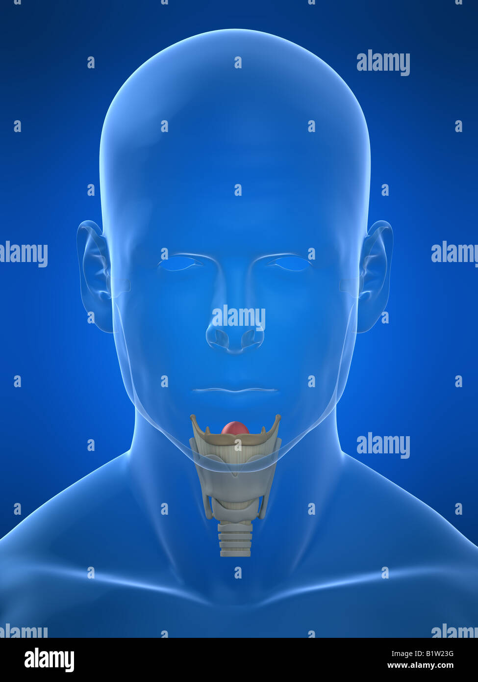 larynx humain Banque D'Images