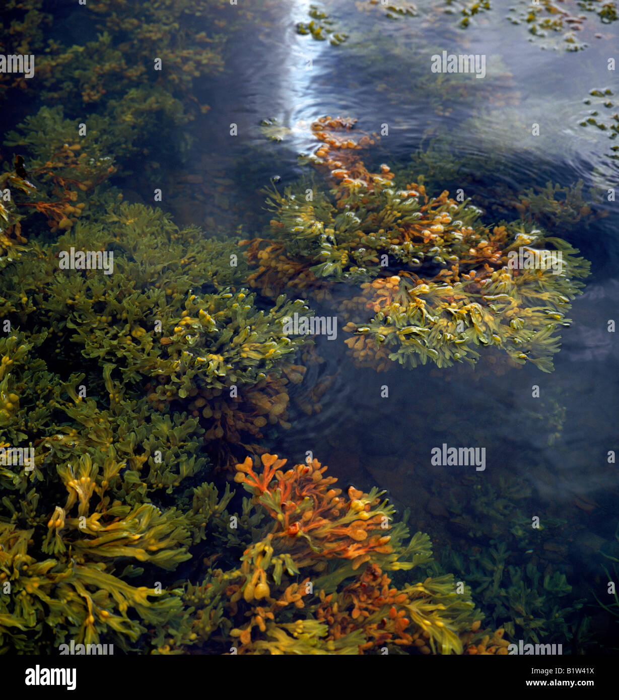 Crémaillère (algues) dans l'eau douce, de l'Islande Banque D'Images
