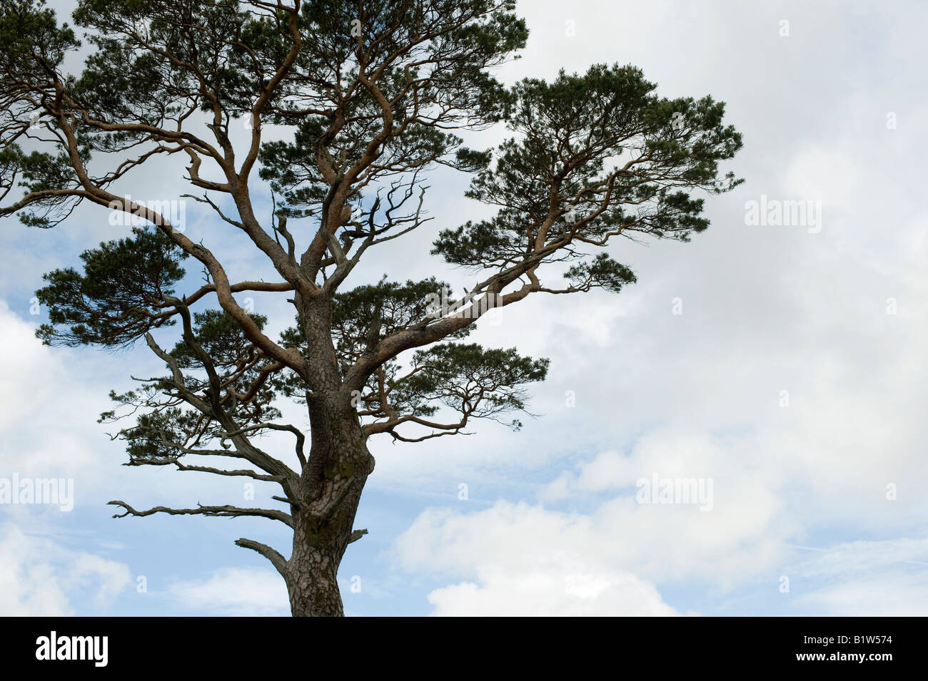 Pinus sylvestris. Le pin sylvestre tree against a blue ciel nuageux. Highlands, Ecosse Banque D'Images