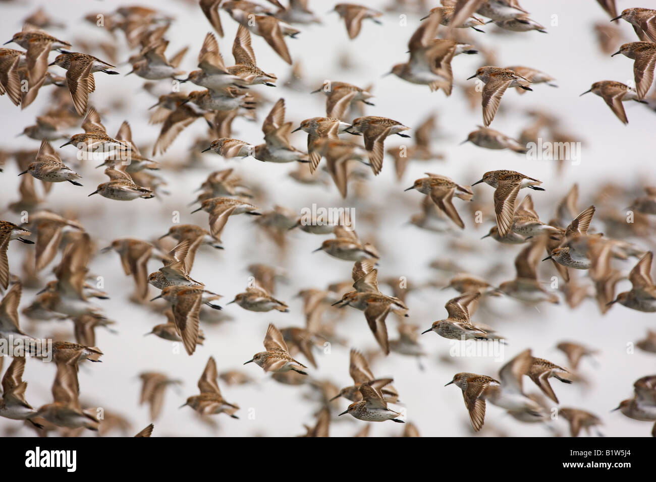 La migration des oiseaux de rivage sur le delta de la rivière Copper Cordova la Forêt Nationale de Chugach Alaska Banque D'Images