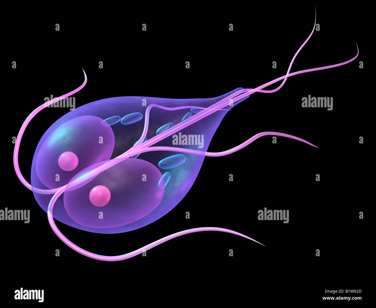 Parasite giardia Banque D'Images