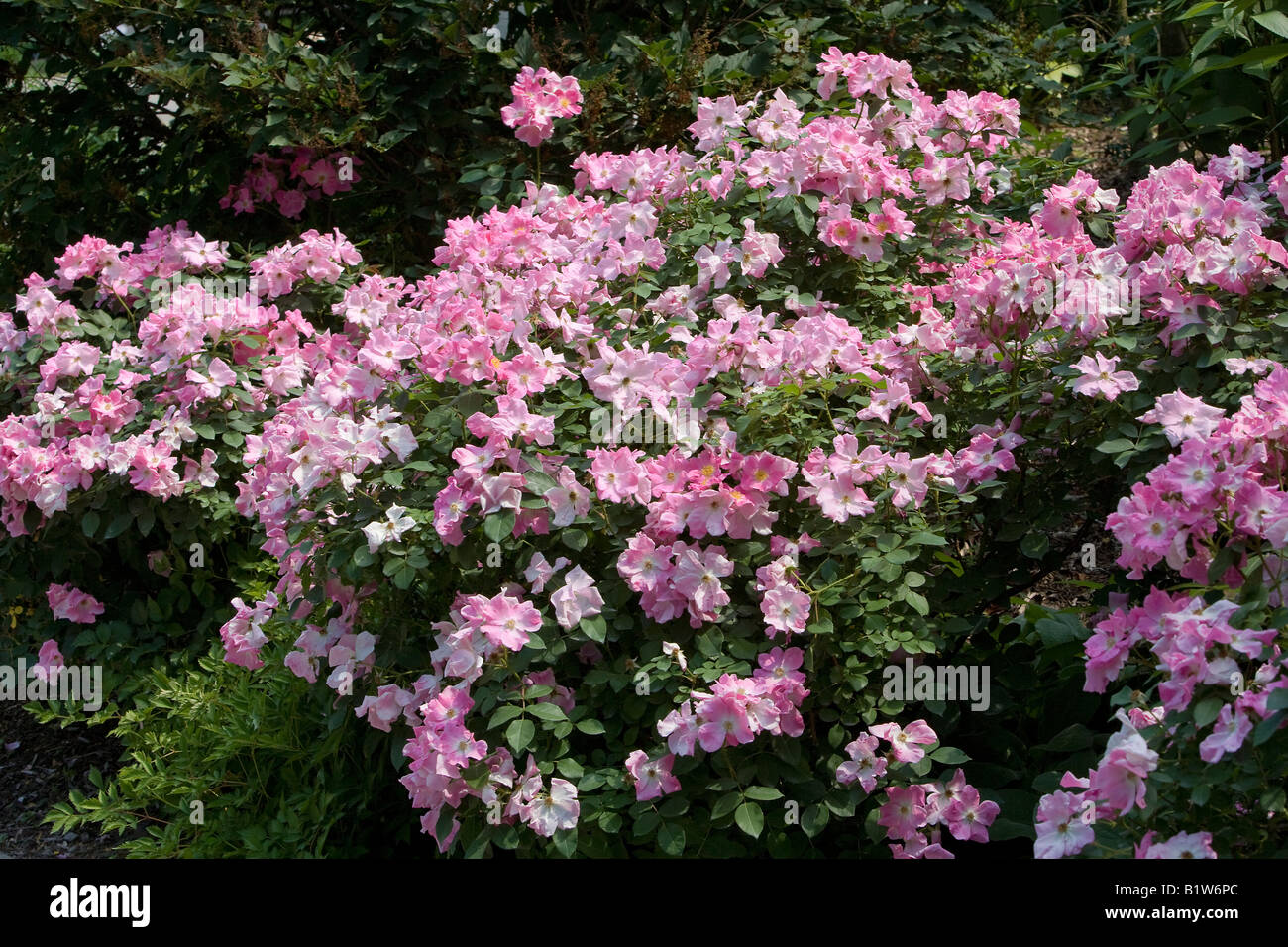 Rosa annonce près de Wild Rose Arbuste Banque D'Images