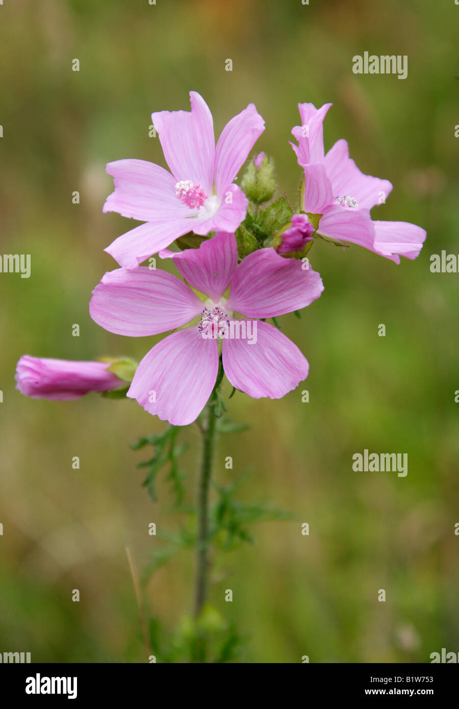 Musk Mallow, Malva moschata, Malvaceae. Fleur sauvage britannique. Banque D'Images