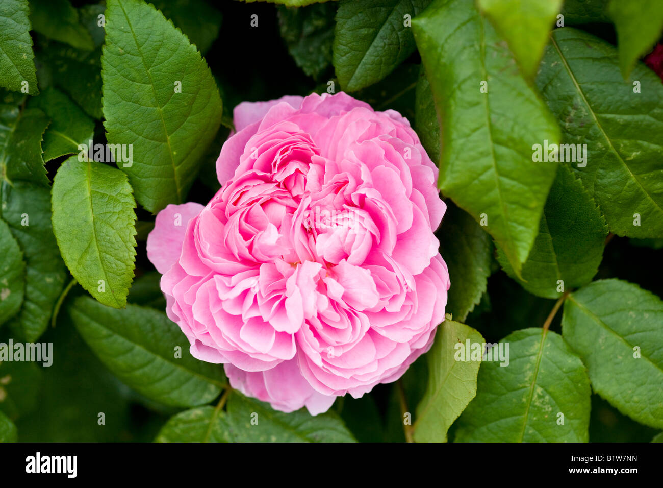 Rosa Glauca 'Jacques Cartier' Banque D'Images