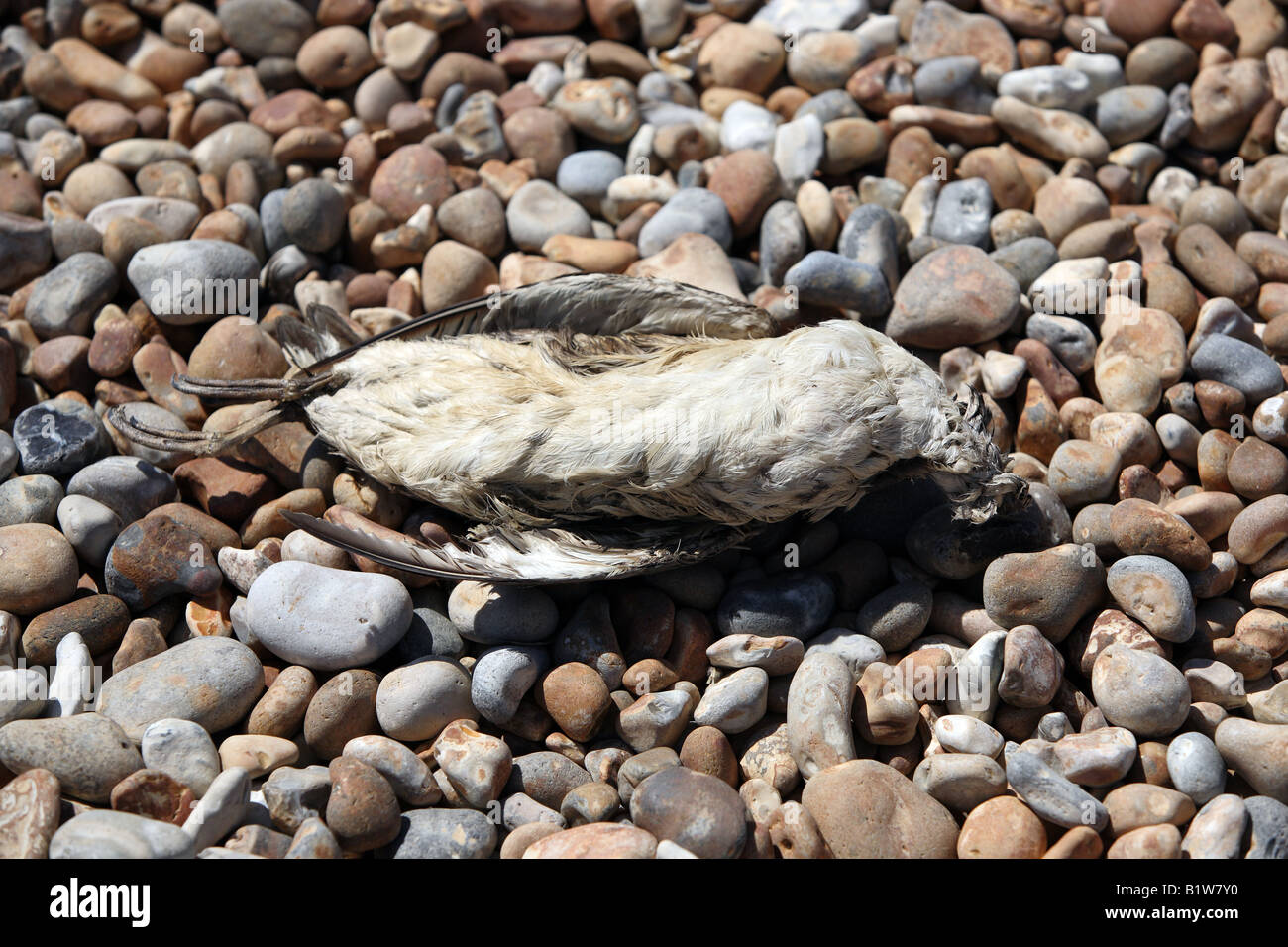 Un oiseau mort trouvés le long de la plage, à côté d'une centrale nucléaire de Dungeness. Banque D'Images