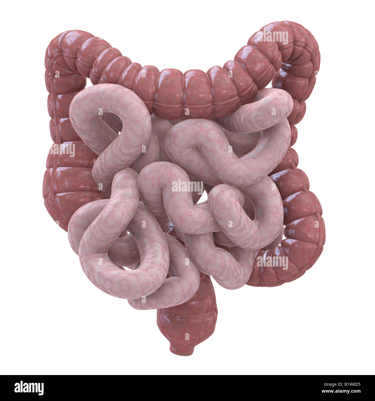 Système digestif Banque D'Images