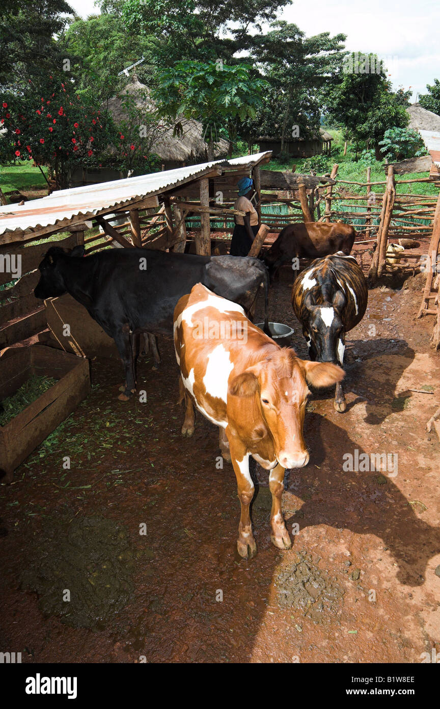 Les Vaches à l'intérieur de l'abri de base et stylo Busia Kenya Afrique Banque D'Images