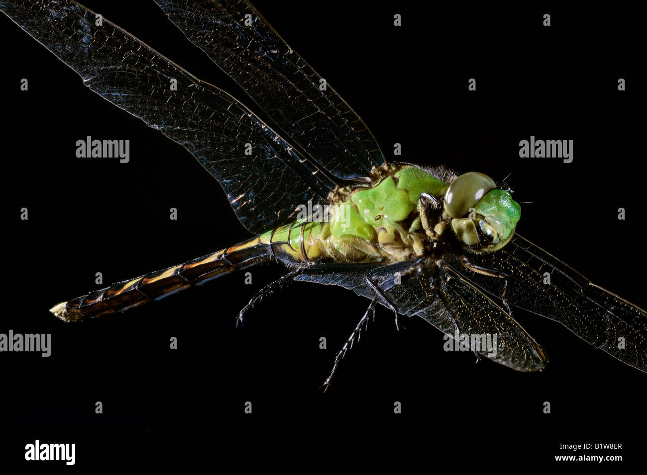 Sésie vert femelle Libellule Erythemis simplicicollis Banque D'Images