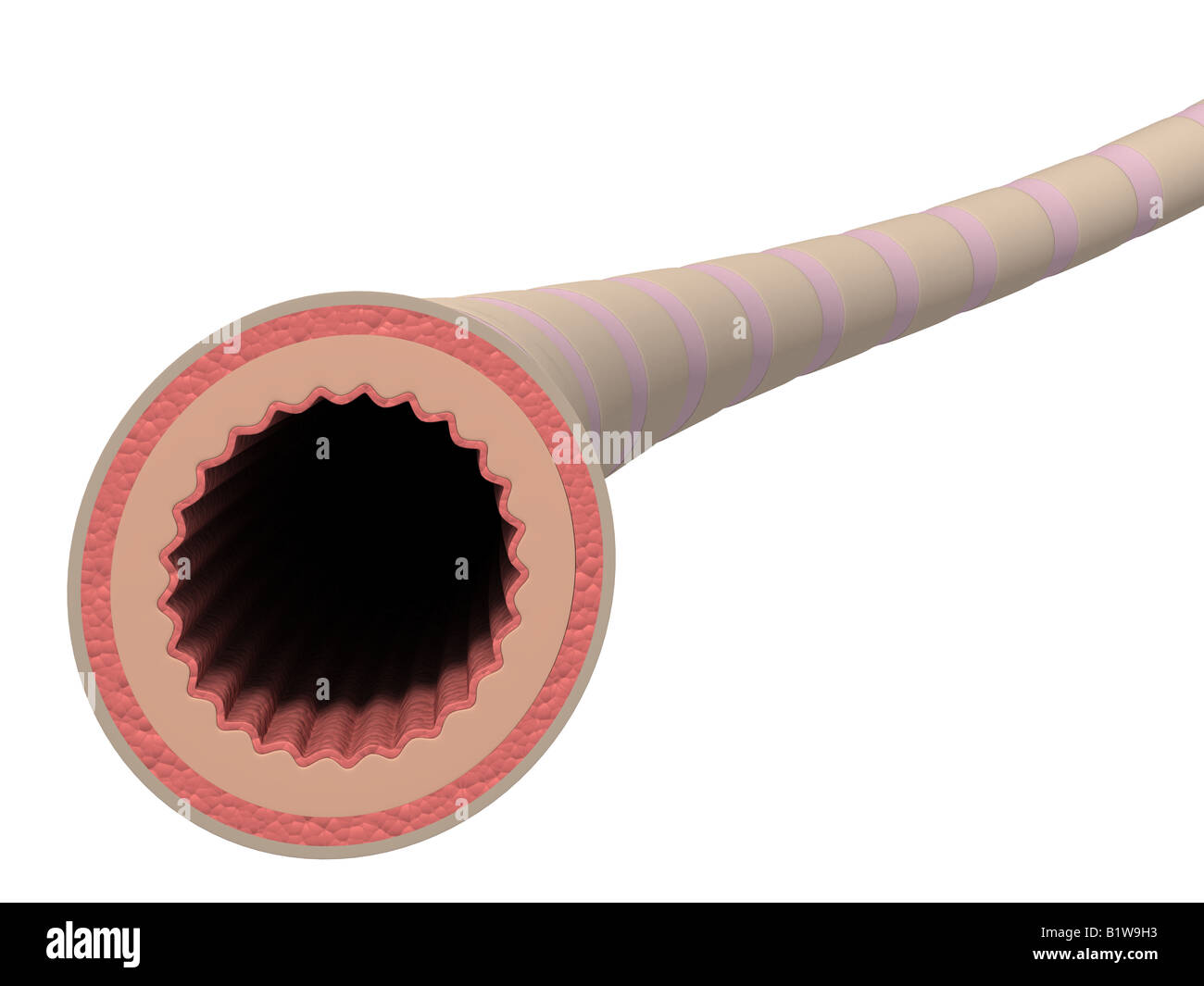 Coupe des bronches Banque D'Images