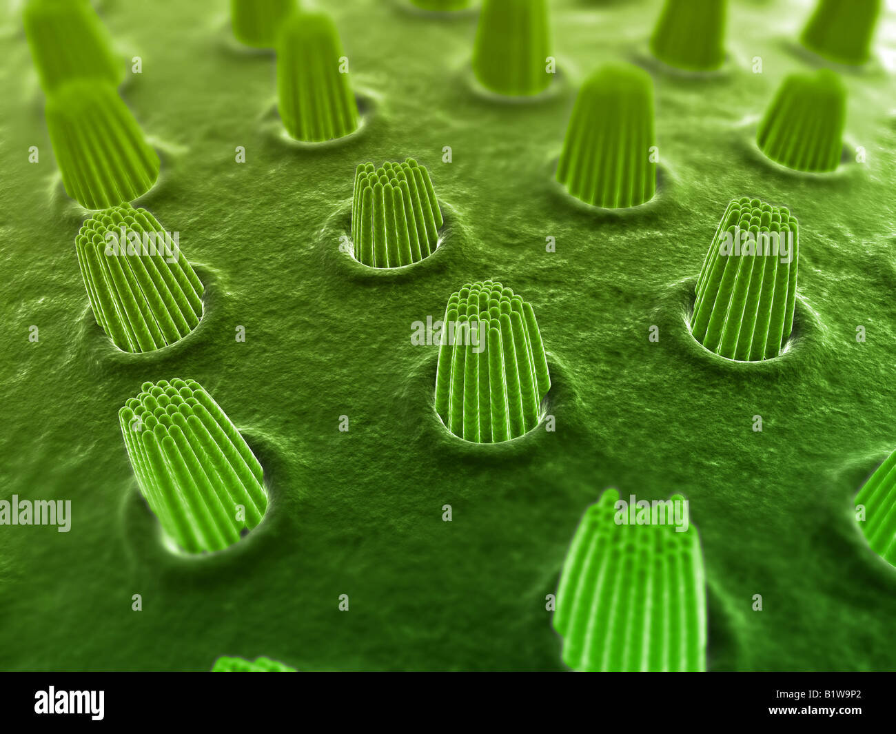 Cellules ciliées internes Banque de photographies et d’images à haute ...