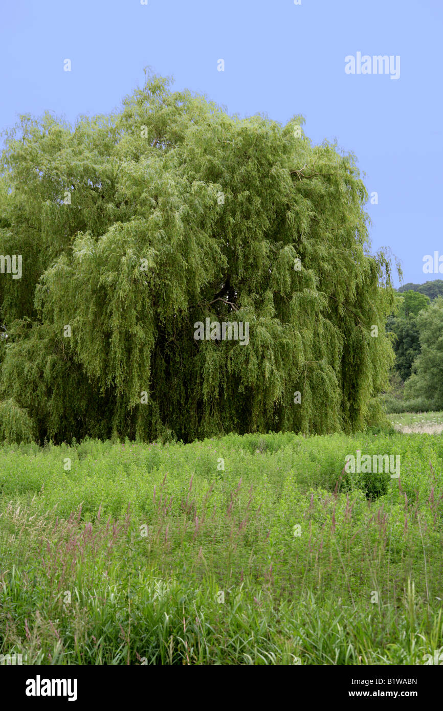 Saule pleureur, Salix babylonica, Salicaceae Banque D'Images