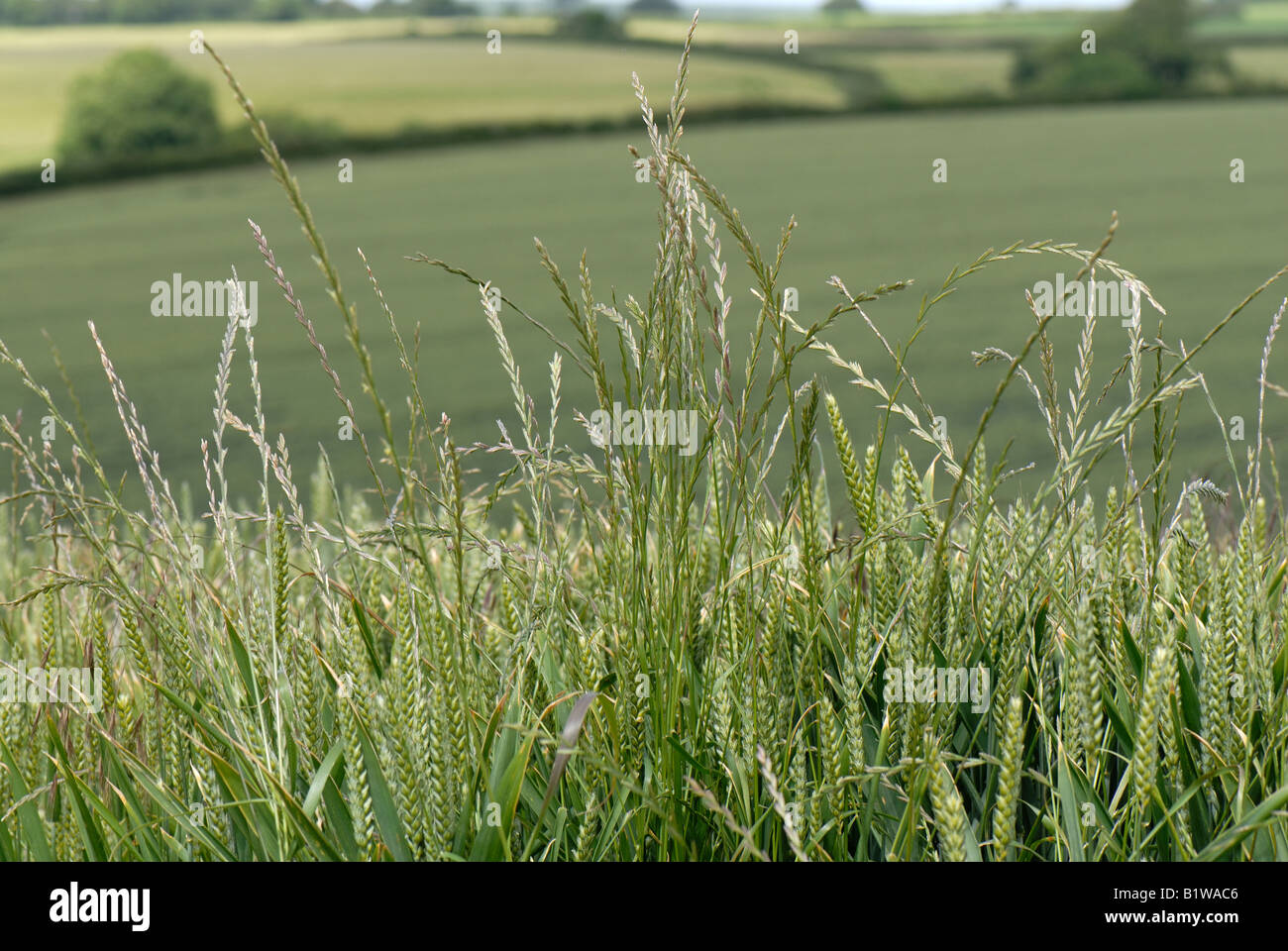 Le ray-grass vivace Lolium perenne fleurs de graminées dans une récolte de blé en épi Banque D'Images