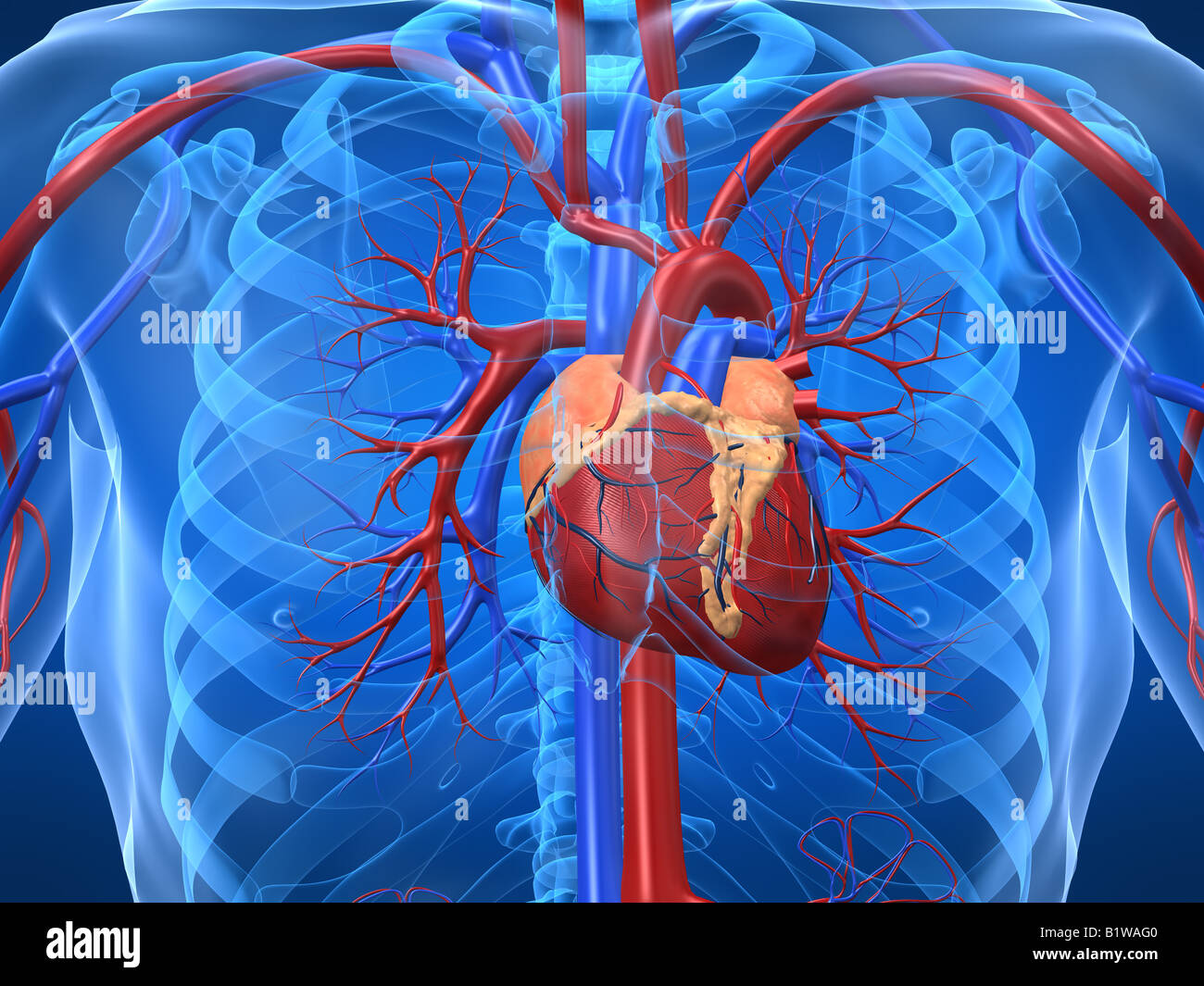 Système cardiovasculaire Banque D'Images