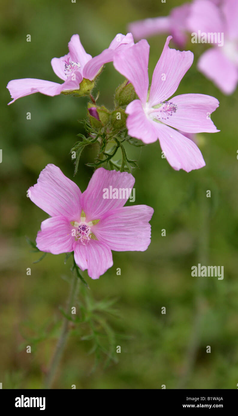 Musk Mallow, Malva moschata, Malvaceae. Fleur sauvage britannique. Banque D'Images