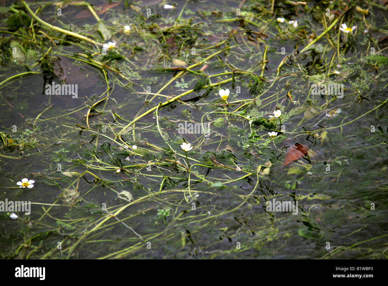 Craie d'eau pied de biche, Ranunculus penicillatus, Ranunculaceae. Fleur sauvage britannique Banque D'Images