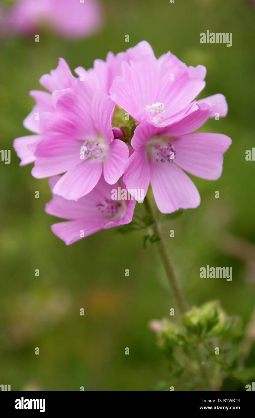 Musk Mallow, Malva moschata, Malvaceae. Fleur sauvage britannique. Banque D'Images