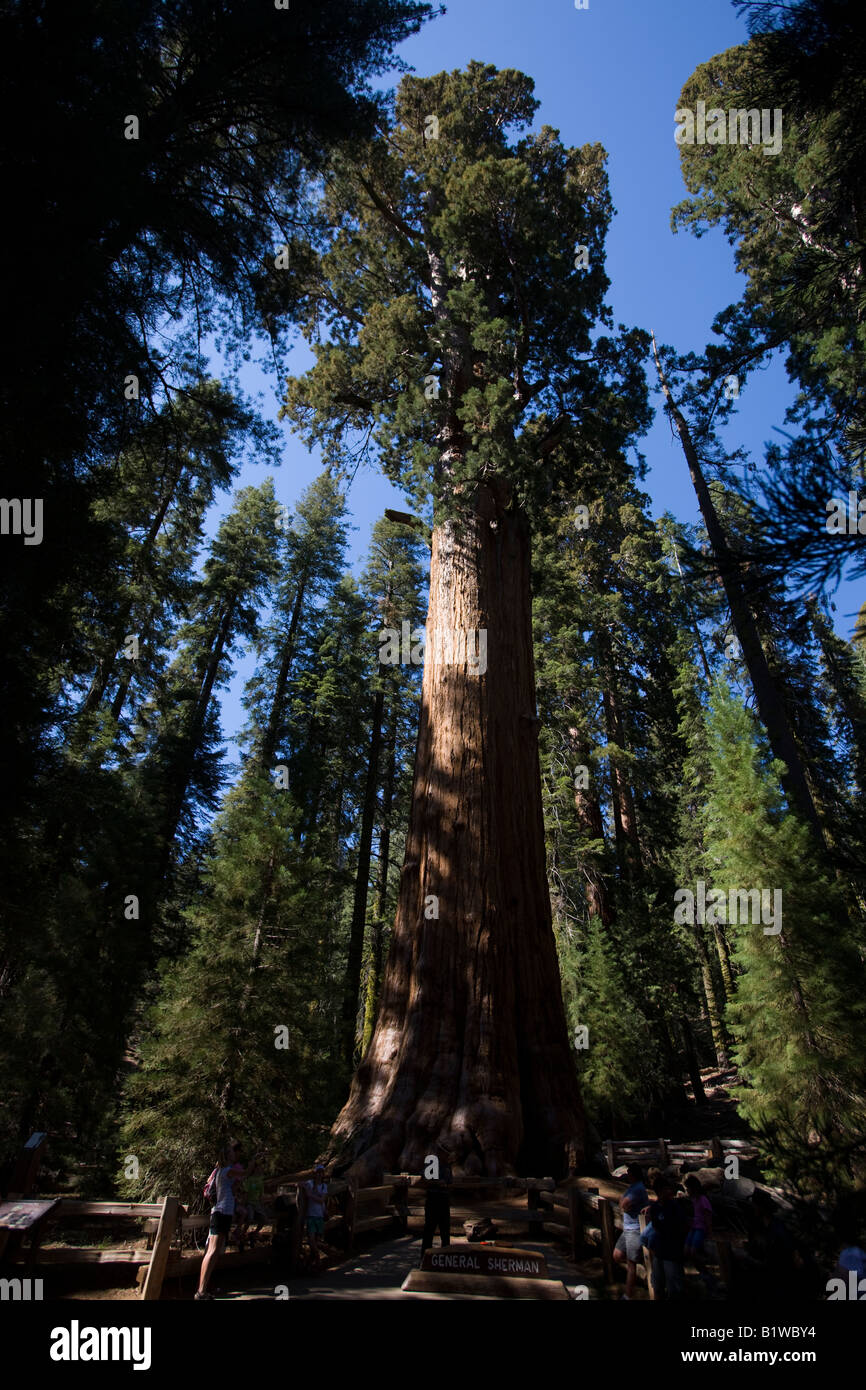 General Sherman, un séquoia géant à Sequoia National Park, Californie, USA c'est le plus grand arbre du monde (en volume). Banque D'Images