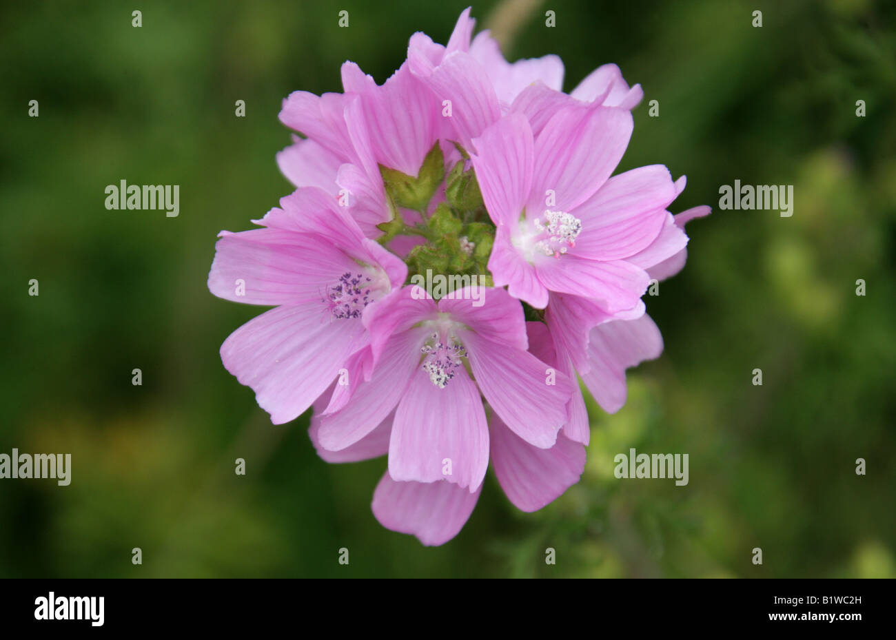 Musk Mallow, Malva moschata, Malvaceae. Fleur sauvage britannique. Banque D'Images