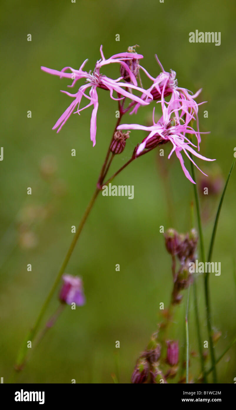 Ragged Robin, Lychnis flos-cuculi, Caryophyllaceae Banque D'Images