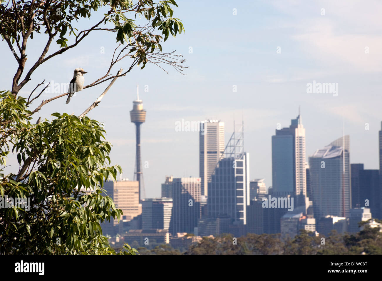 Un Kookaburra donne sur les toits de la ville de Sydney, Australie Banque D'Images