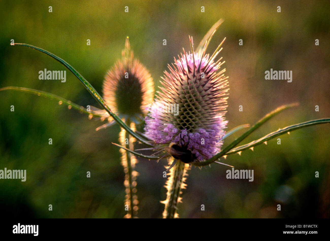 Chardon Cardère sauvage Dipsacus fullonum Cardère usine Kardengewaechs renoncule fleur col plantes Cardère commune Dipsacus fullonum Di Banque D'Images