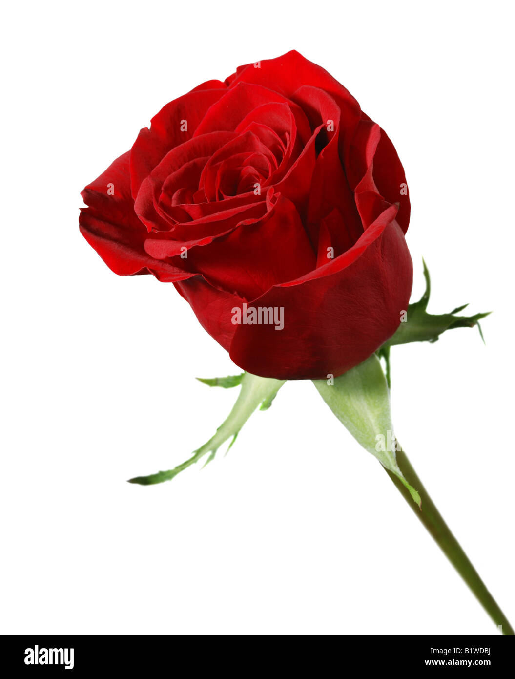 Une rose blossoming succursale d'une rose rouge aux couleurs vives bud Banque D'Images