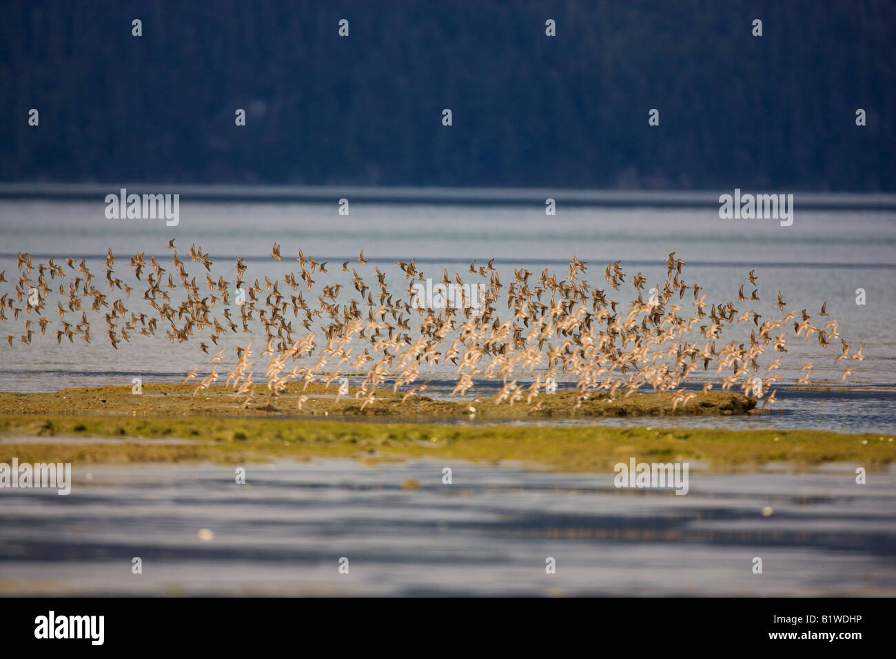 La migration des oiseaux de rivage sur le delta de la rivière Copper Cordova la Forêt Nationale de Chugach Alaska Banque D'Images