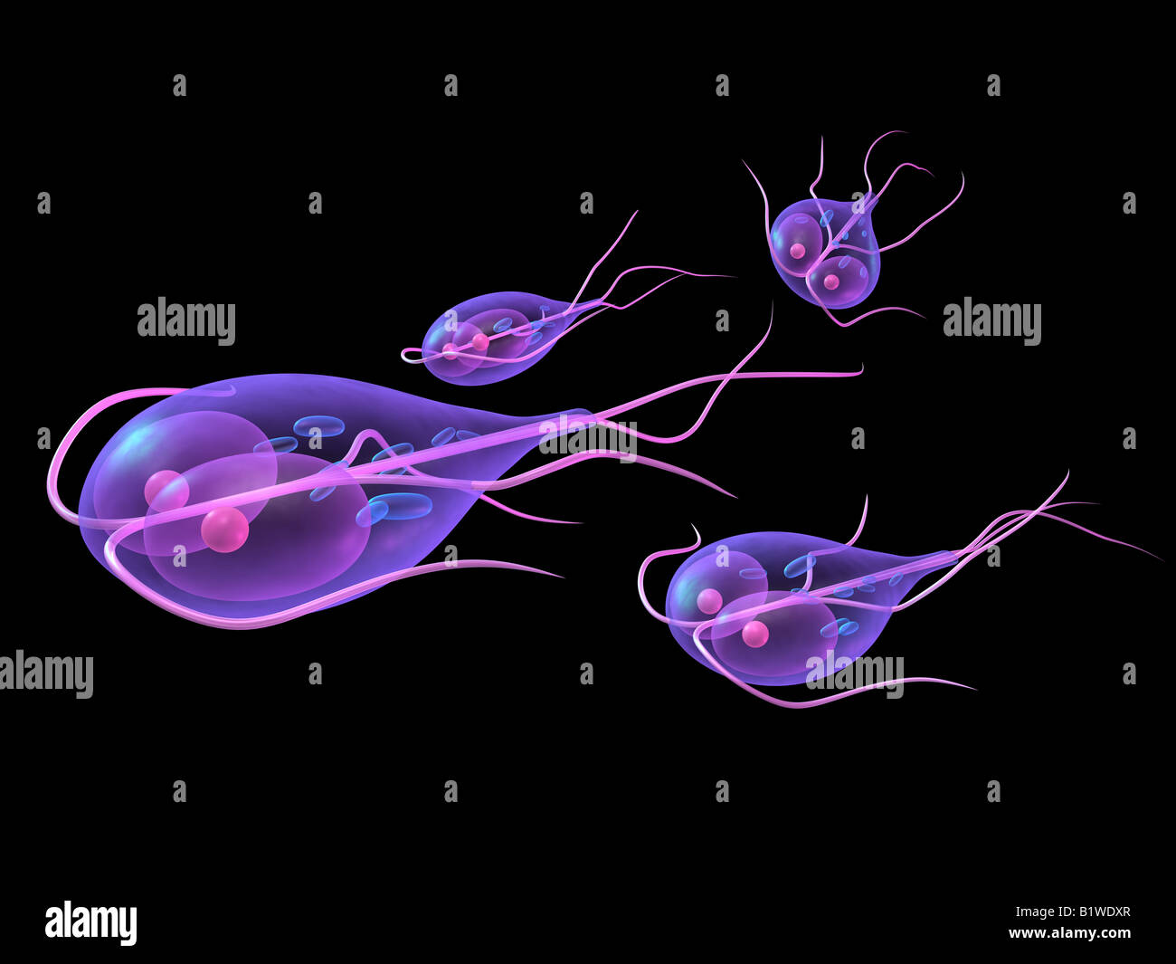 Giardia Banque D'Images