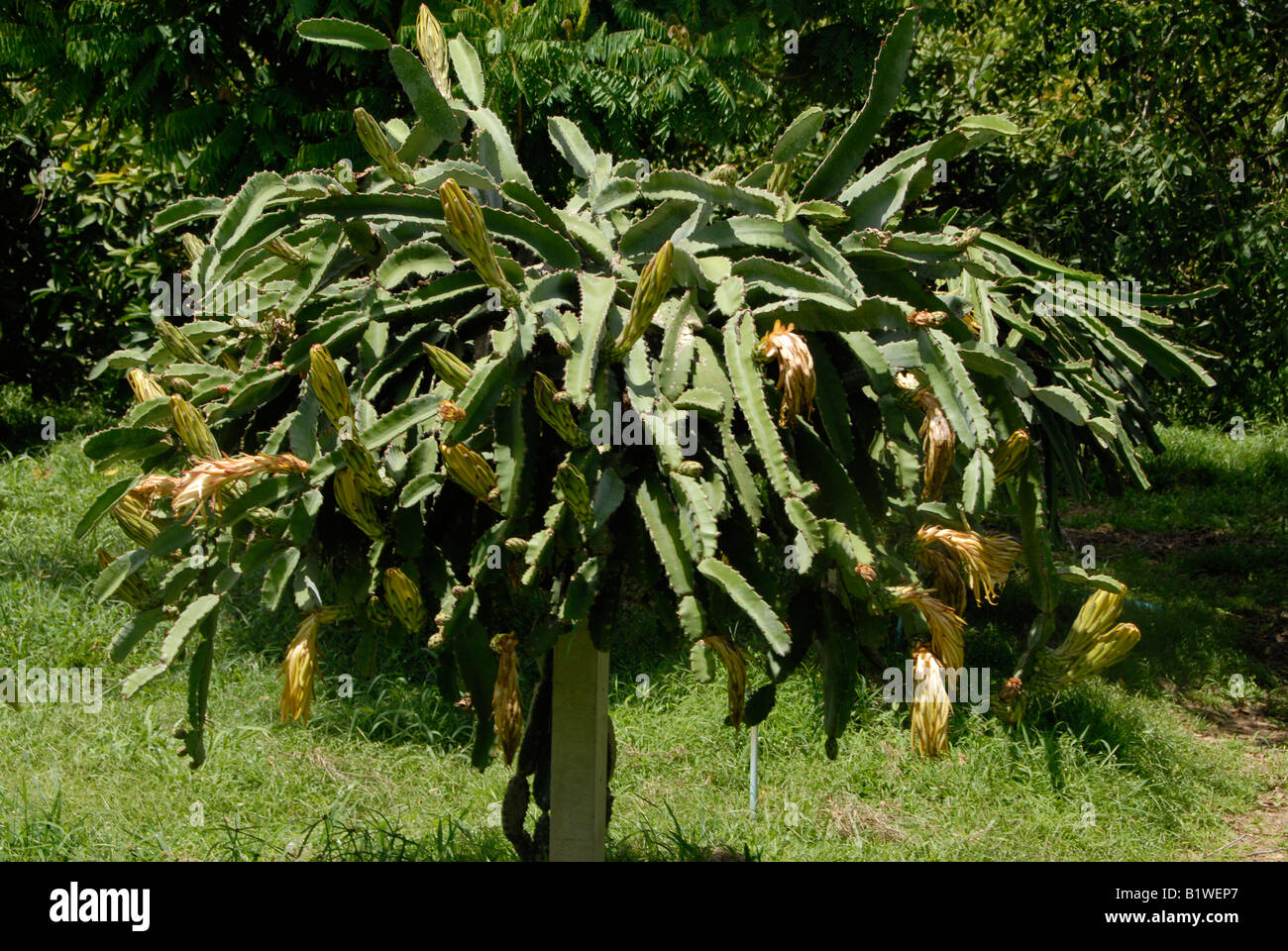 Dragon fruit tree, Rayong, Thaïlande Banque D'Images