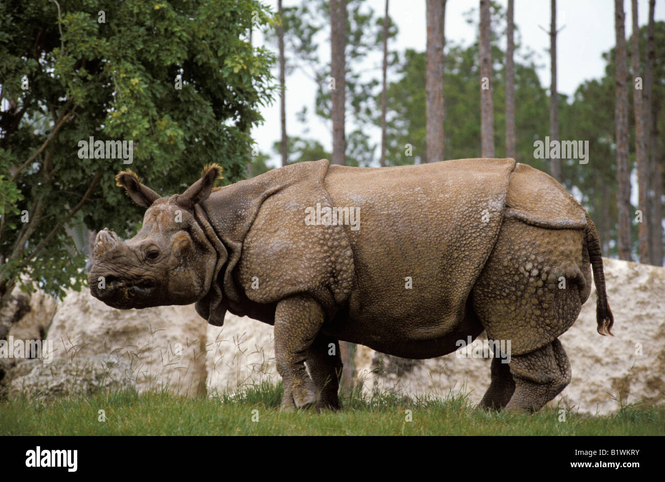 Panzernashorn rhinocéros indien rhinocéros unicorne de l'Inde une plus grande Rhinocéros Indien Rhinoceros unicornis miami Zoo Animals Asia Afrika e Banque D'Images
