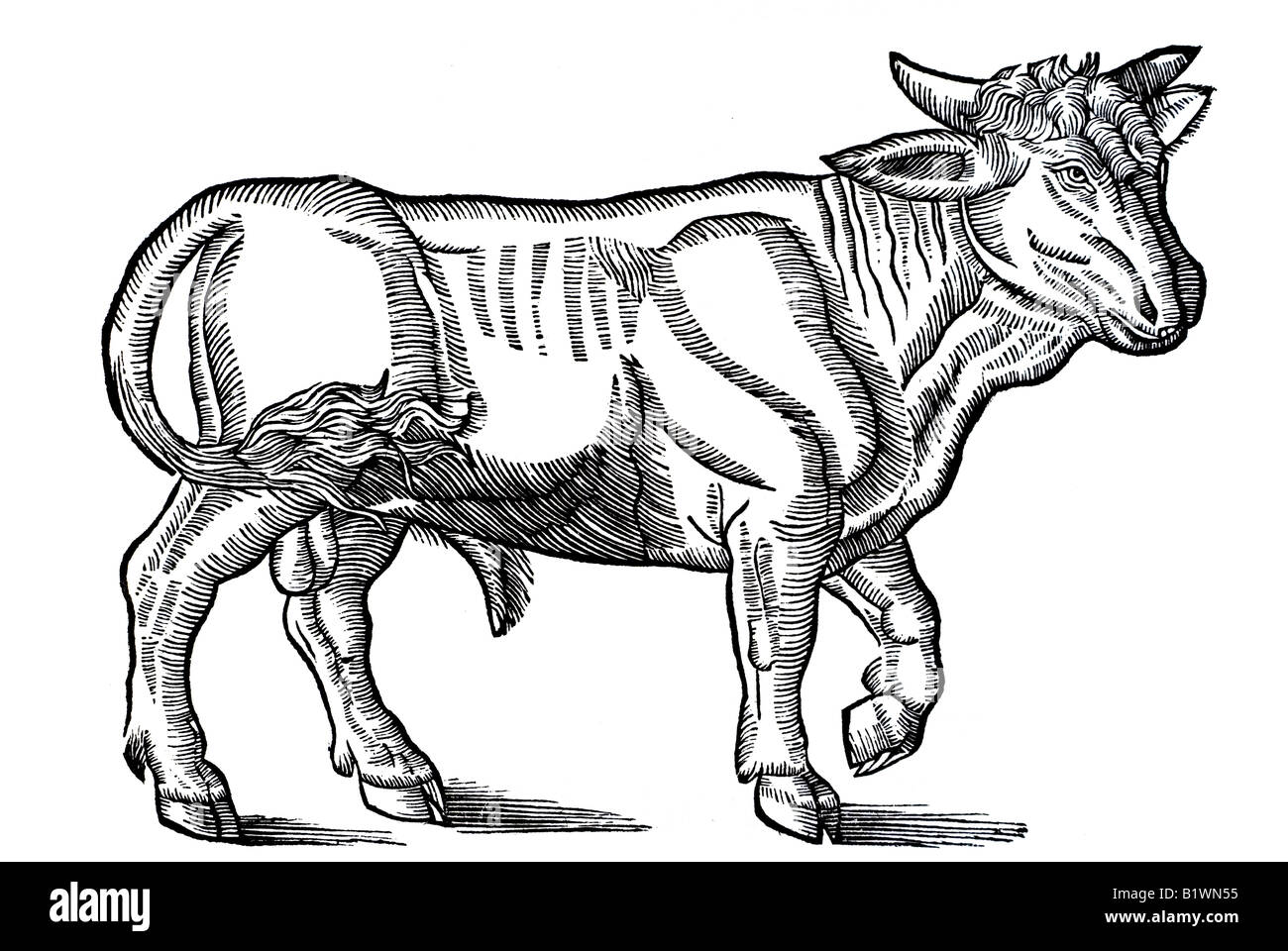 Von dem Stier, Ein Stier, Taureau, Historia Animalum, Conrad Gesner, 1551, 16e siècle, la renaissance, l'Europe Banque D'Images