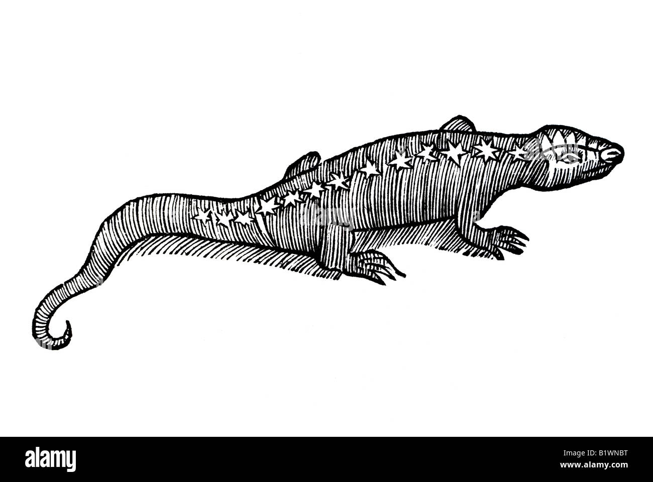 Von dem Tigerthier Tigerther, Tigre, Ein, Historia Animalum, Conrad Gesner, 1551, 16e siècle, la renaissance, l'Europe Banque D'Images