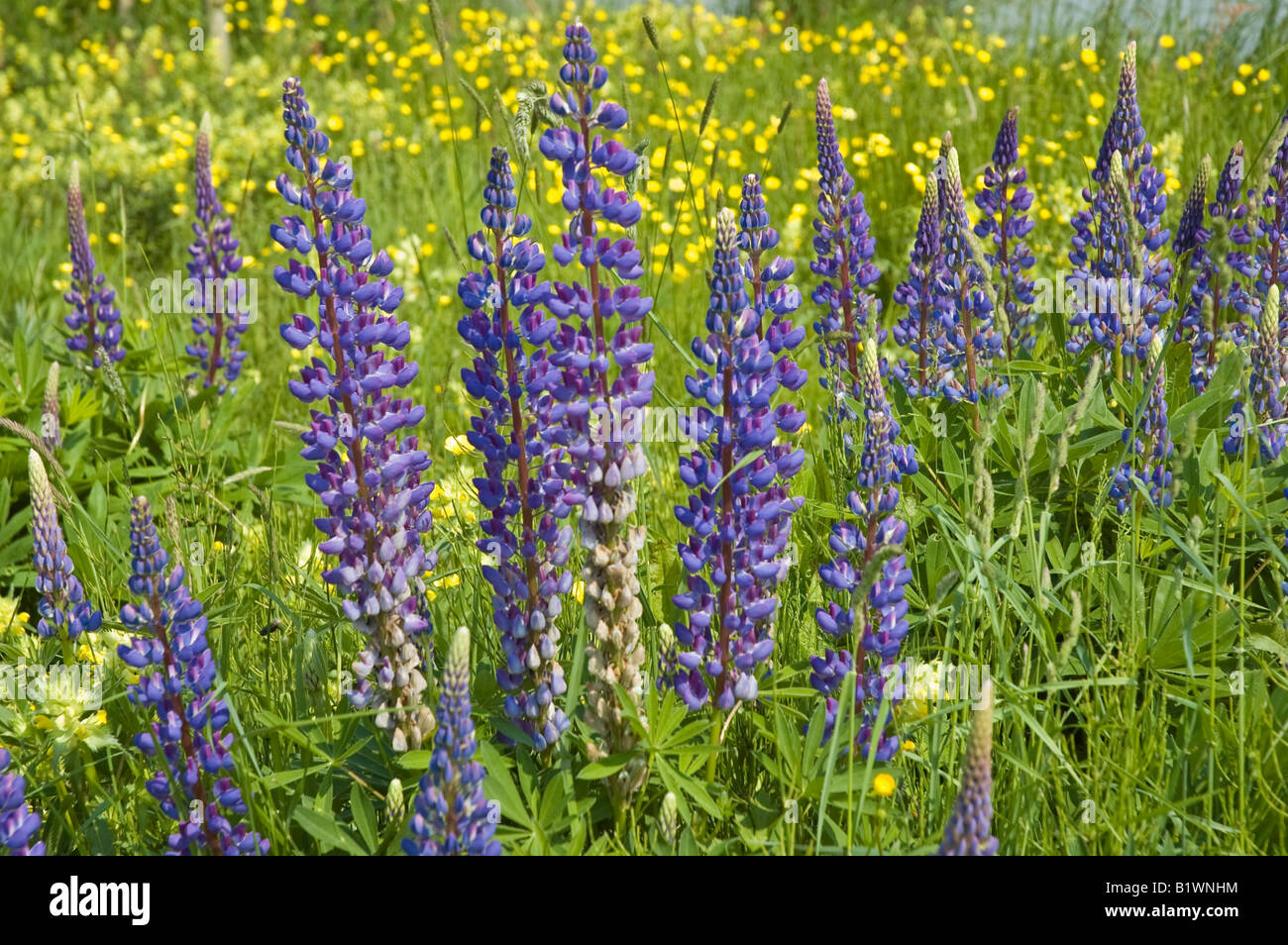 Lupinus lupin mauve des fleurs dans un champ Banque D'Images