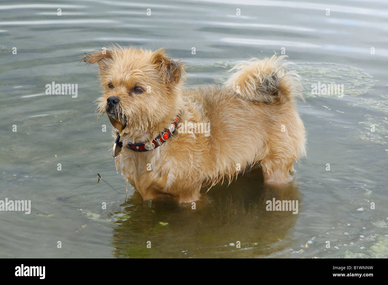 Half Breed dog - debout dans l'eau Banque D'Images