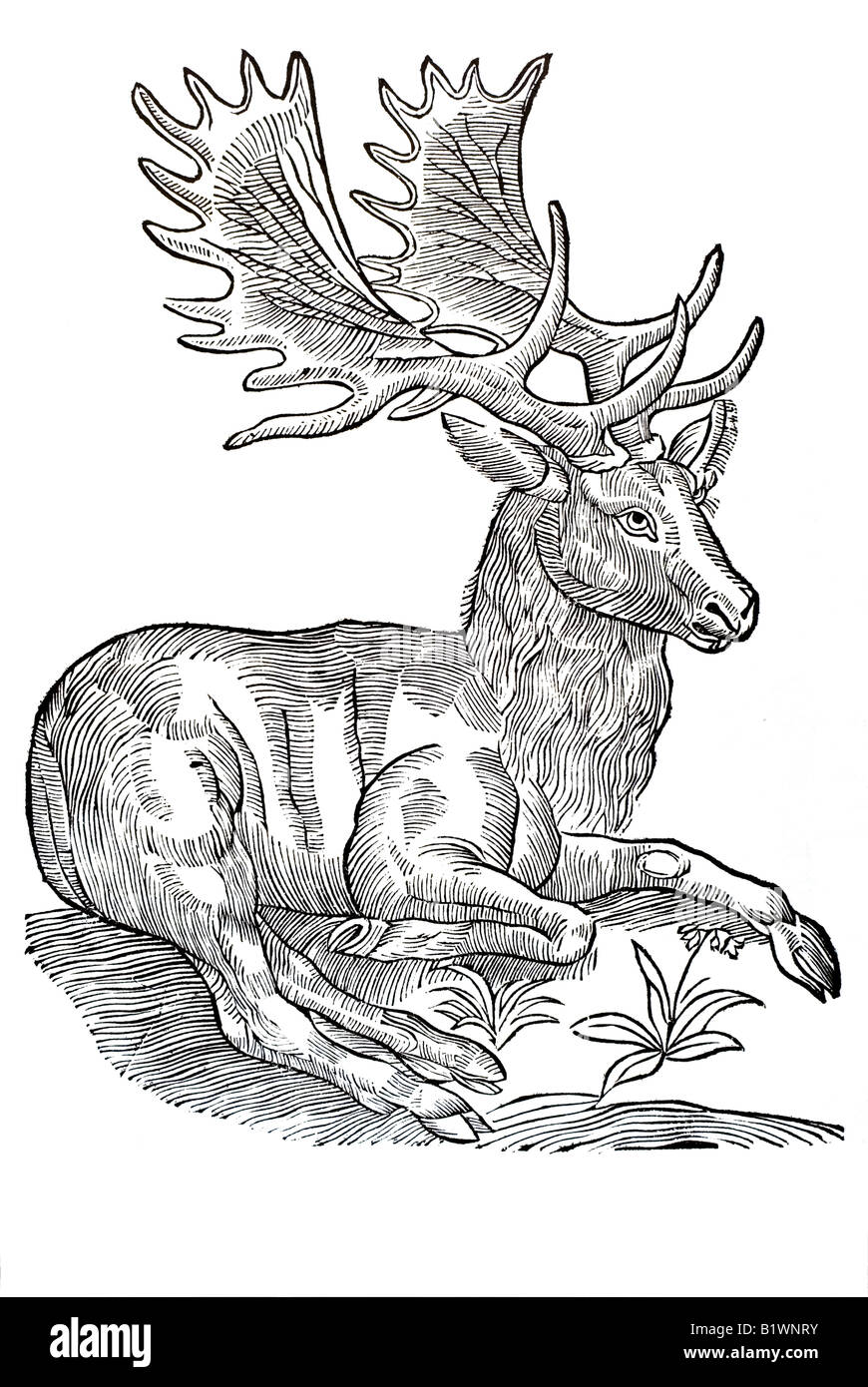 Von dem Pferdhirsch, Historia Animalum, Hippelaphus, Conrad Gesner, 1551, 16e siècle, la renaissance, l'Europe Banque D'Images