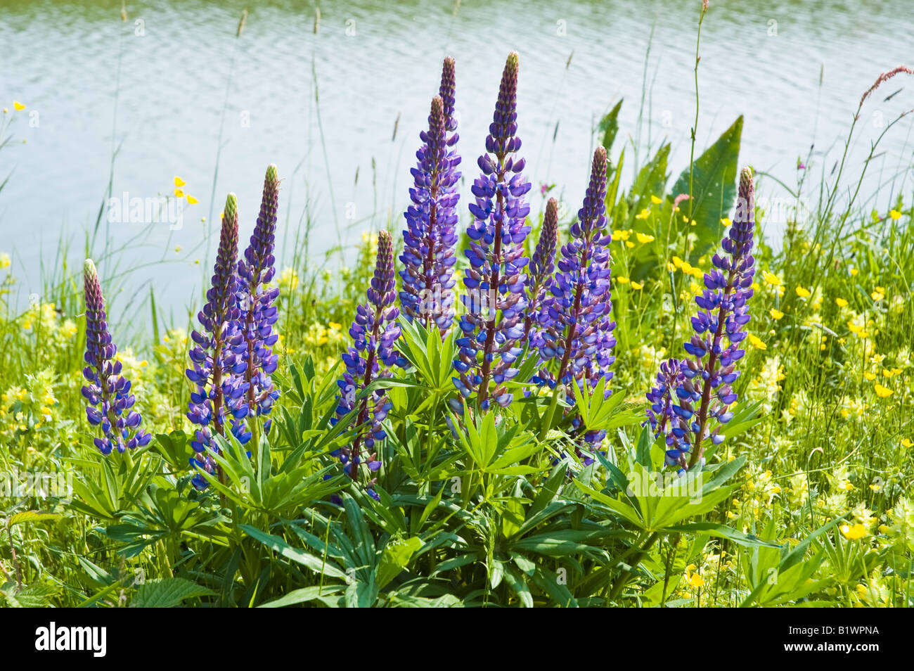 Lupinus lupin mauve des fleurs dans un champ à proximité d'une rivière Banque D'Images
