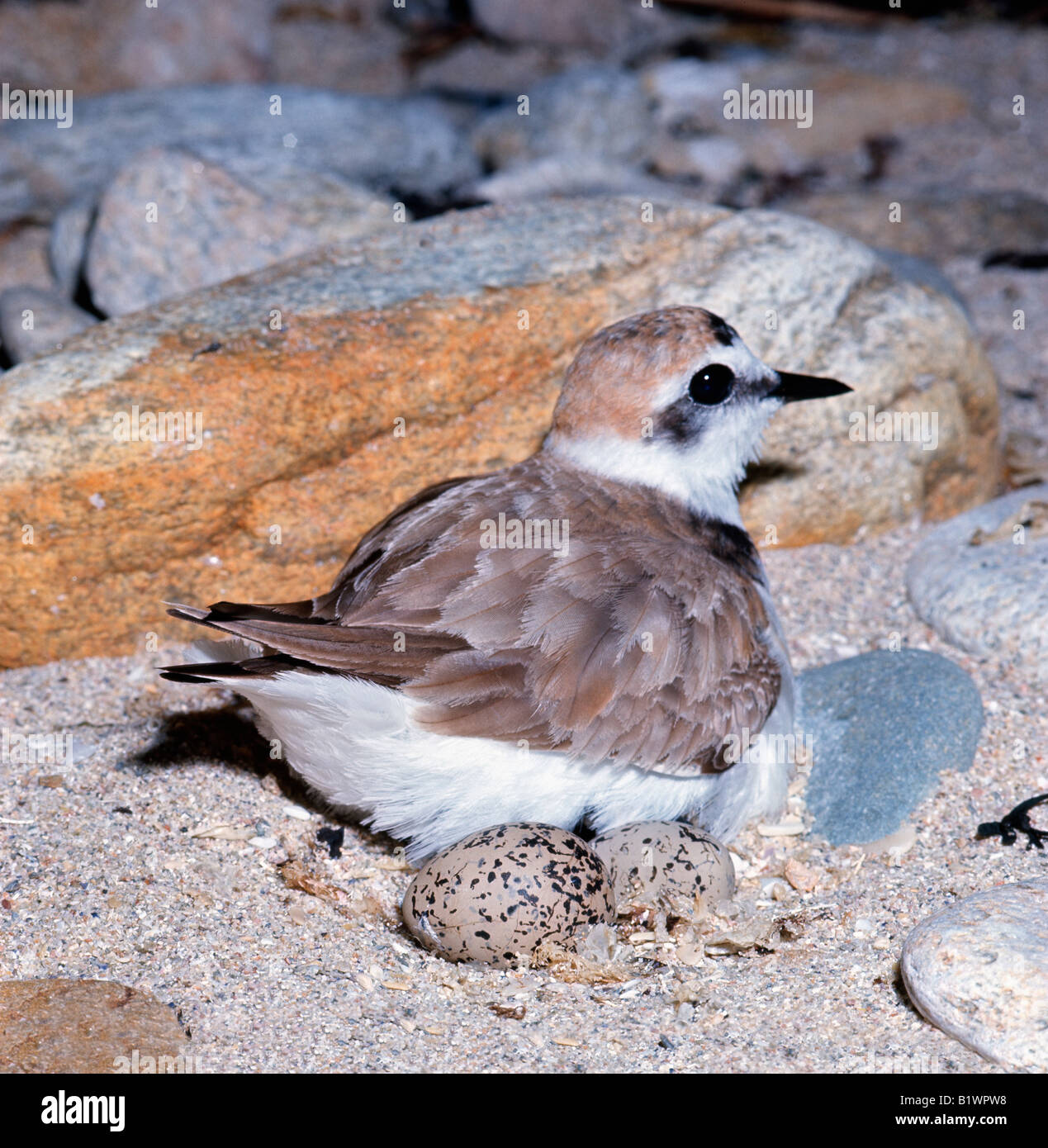 Grand Gravelot Charadrius hiaticula Common ringed plover mâles adultes adultes nicheurs espèces espèces tropicales Afro Afrotropicale Al Banque D'Images