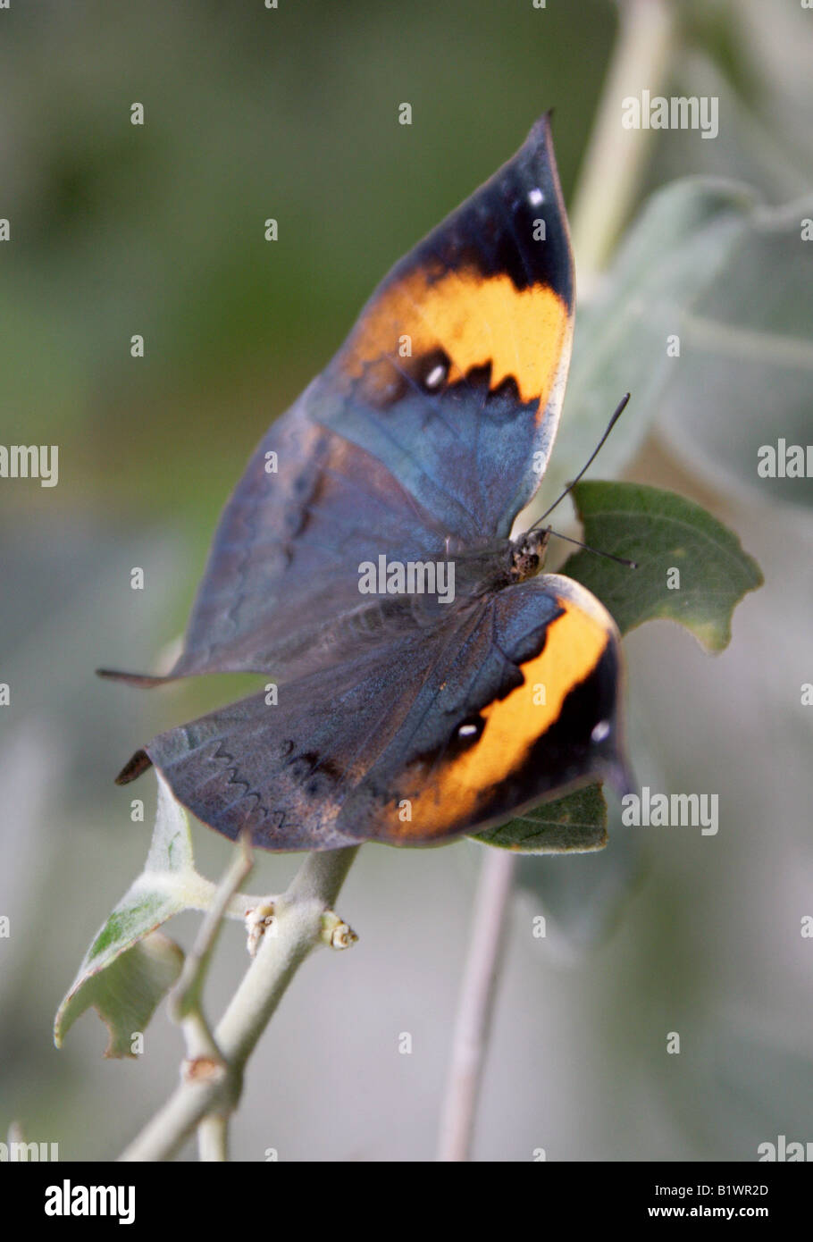 Feuille d'Indien, Papillon Kallima inachus, Nymphalidae Inde Banque D'Images