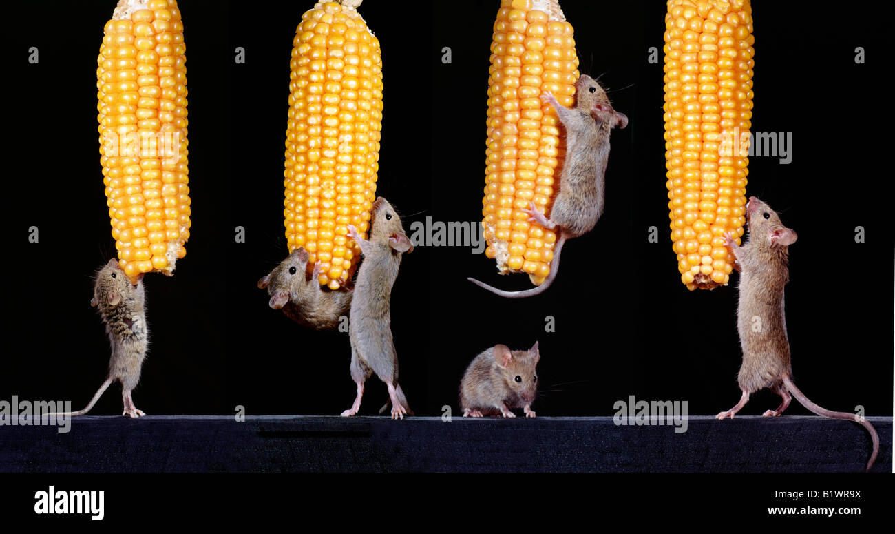 Souris domestique Mus musculus chauffage Maïs Maïs Zea mays Europa Europe animal animaux adultes format horizontal Mammifères Mammifères m Banque D'Images