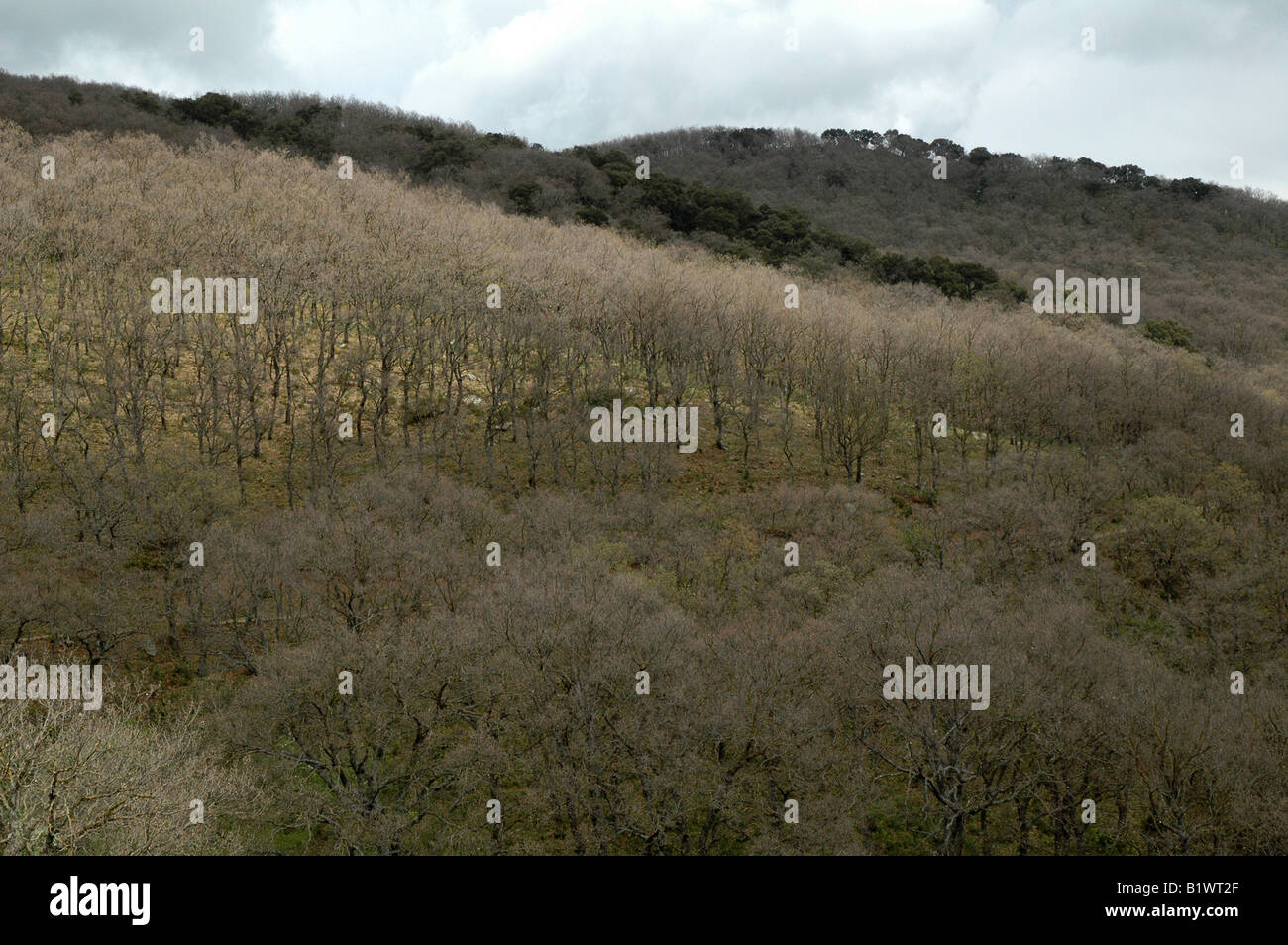 Le Parc National de Madonie, Cefalu, Sicile. Banque D'Images
