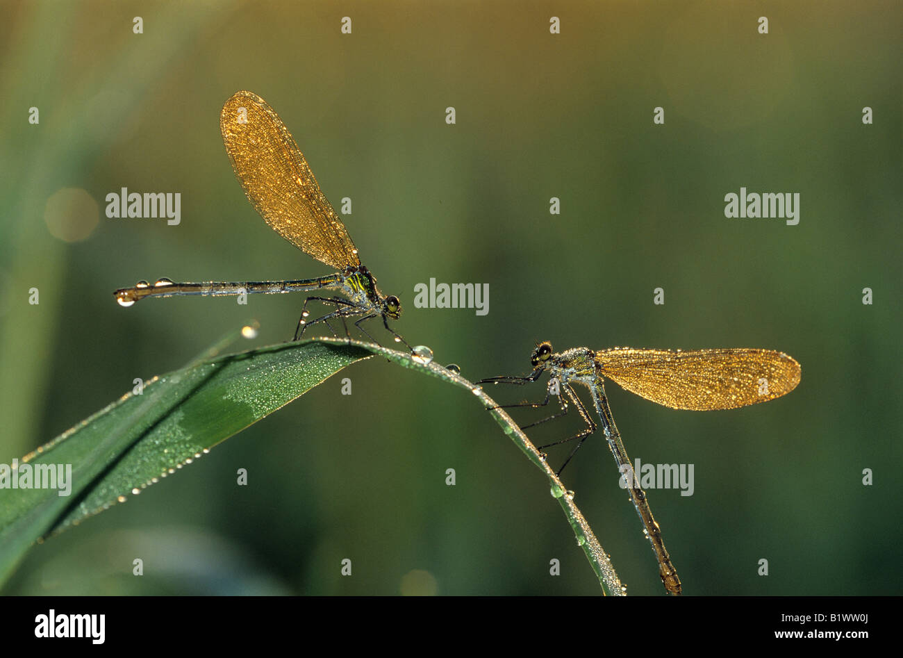 Deux demoiselles Calopteryx splendens bagués / Banque D'Images