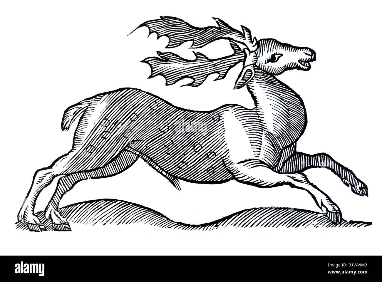Ein anderer Geschlecht Hirsch, Cervus alius, Historia Animalum, Conrad Gesner, 1551, 16e siècle, la renaissance, l'Europe Banque D'Images