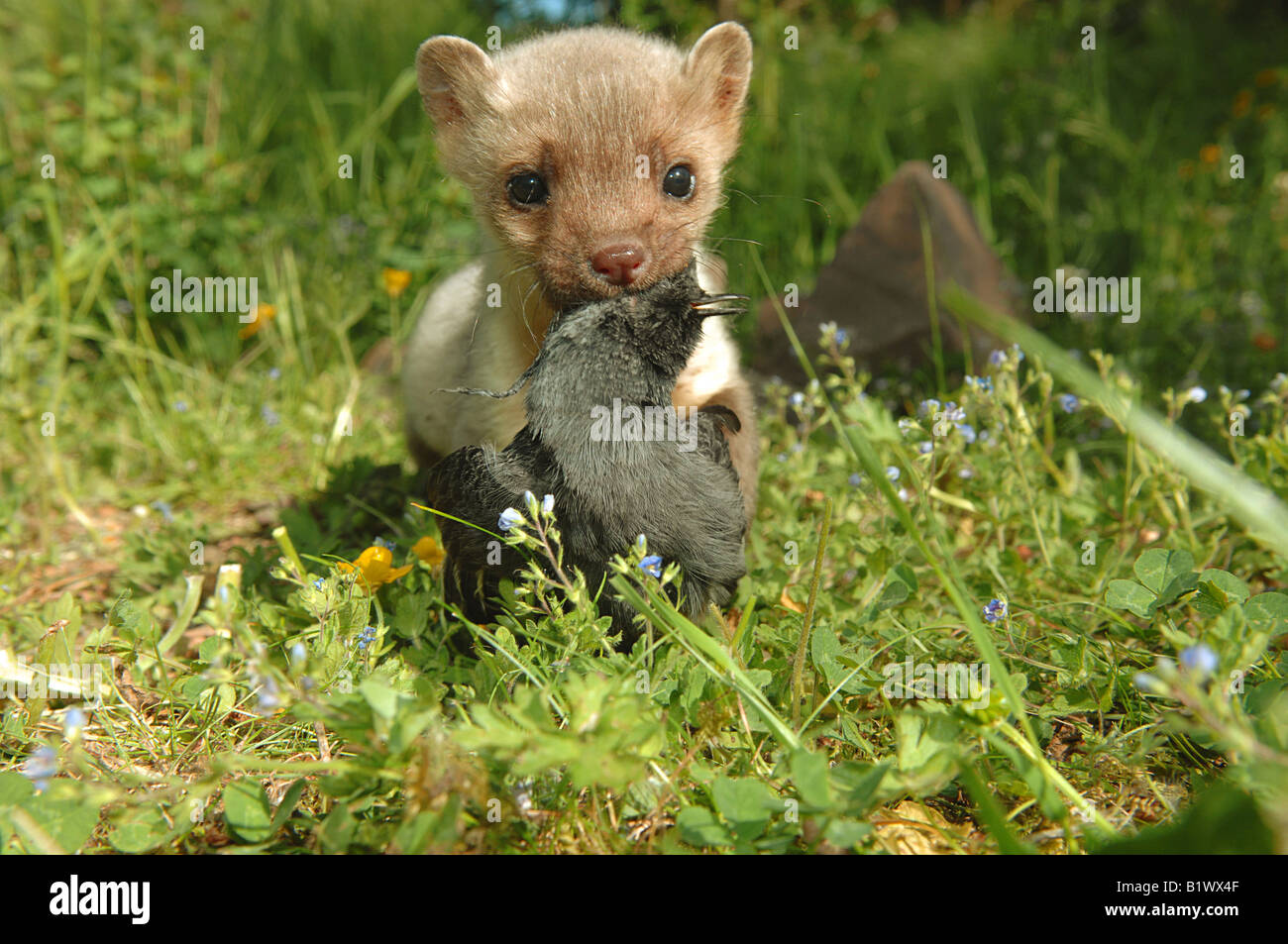 Les jeunes martres hêtre avec oiseau mort / Martes foina Banque D'Images
