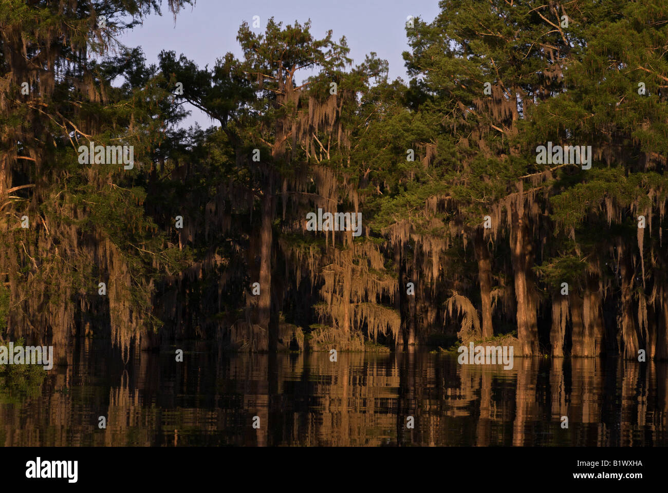 Henderson Lake Swampscene Banque D'Images