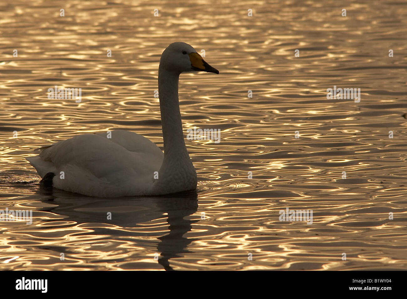 Cygne chanteur Cygnus cygnus Martin simple Angleterre Banque D'Images