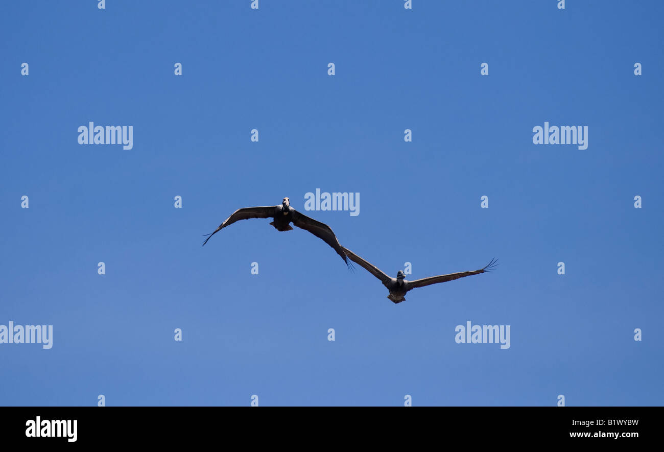 Deux jeunes pélicans bruns en vol au-dessus d'Apalachicola Floride Pelecanus occidentalis Banque D'Images