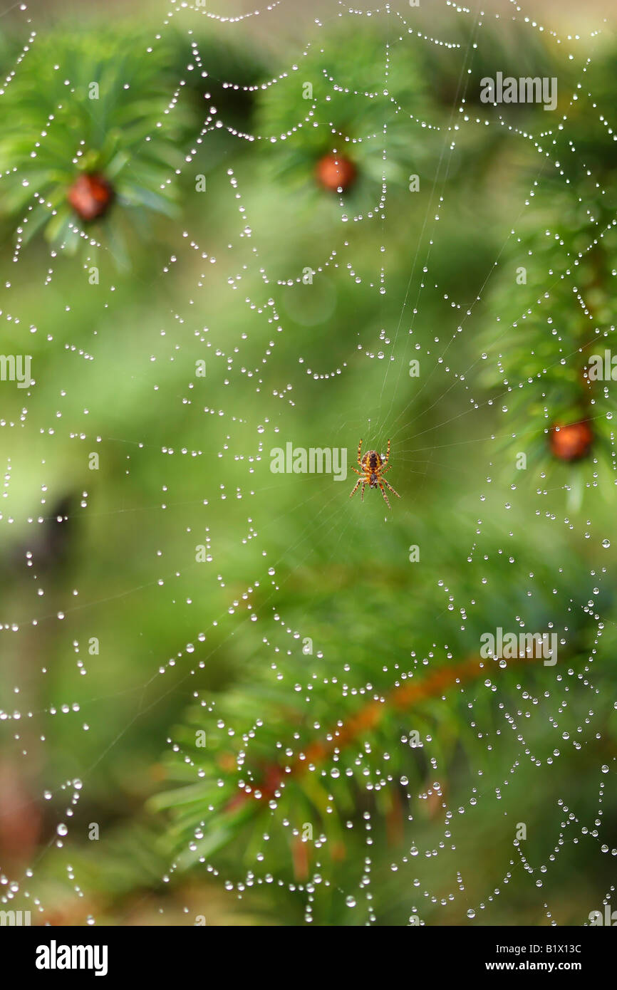 Toile d'araignée de rosée recroquevillés au fond de l'arbre vert Banque D'Images