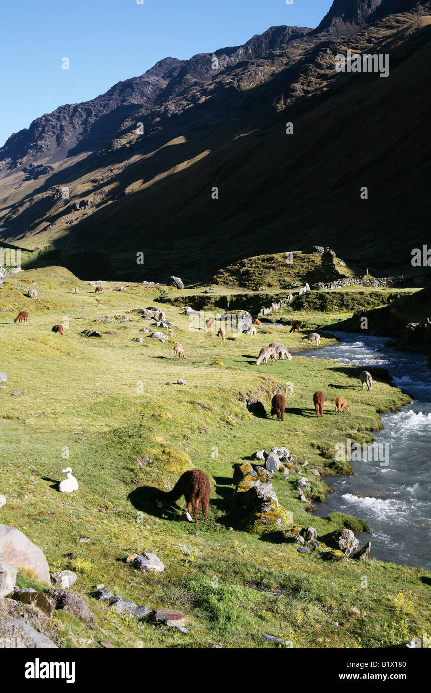 Les lamas dans la cordillère Apolobamba, Bolivie Banque D'Images