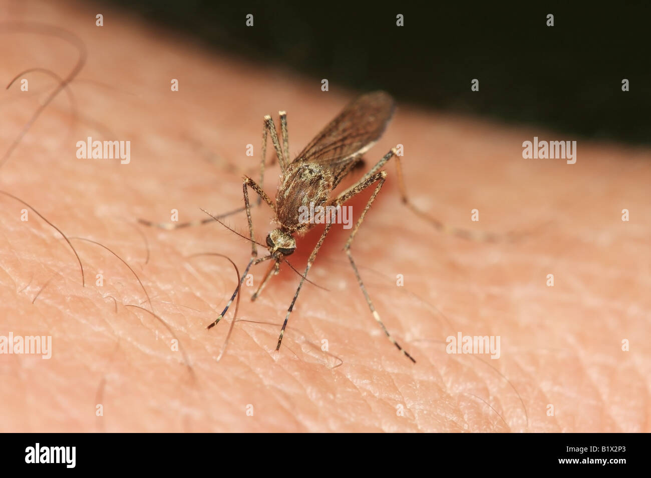 Moustique femelle Culiseta Annulata le sang au bras d'une victime humaine Banque D'Images