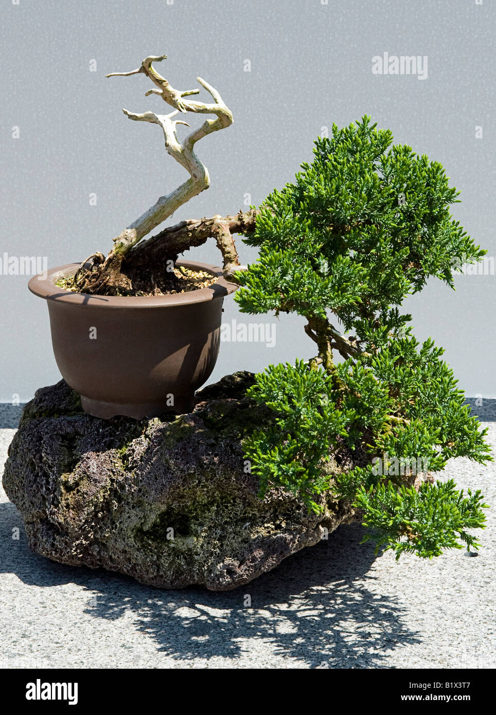 Windswept Bonsai Banque D'Images